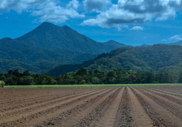 Farm Gate Renewables renewable energy crops in foreground with mountains